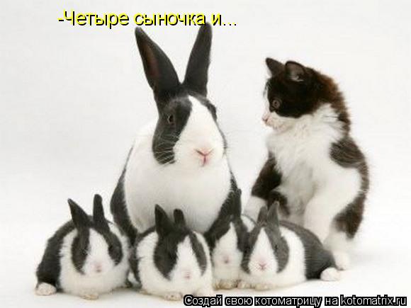Котоматрица: -Четыре сыночка и...