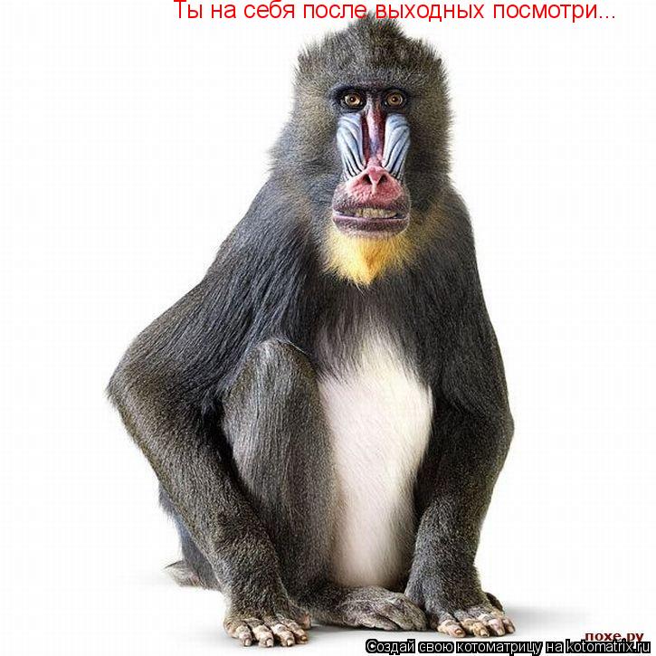 Котоматрица: Ты на себя после выходных посмотри...