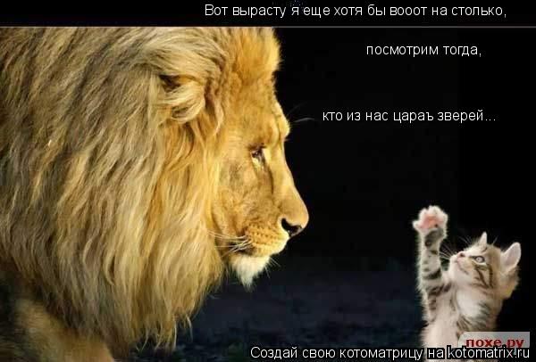 Котоматрица: Вот вырасту я еще хотя бы вооот на столько,  посмотрим тогда, кто из нас цараъ зверей...