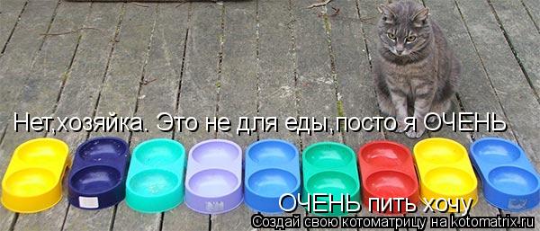 Нет,хозяйка. Это не для еды,посто я ОЧЕНЬ ОЧЕНЬ пить хочу... Котоматрица: Нет,хозяйка. Это не для еды,посто я ОЧЕНЬ ОЧЕНЬ пить хочу