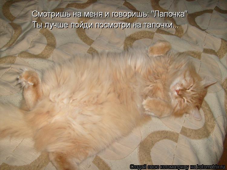 Смотришь на меня и говоришь: "Лапочка" Ты лучше пойди посмотри на тапочки...... Котоматрица: Смотришь на меня и говоришь: "Лапочка" Ты лучше пойди посмотри на тапочки...