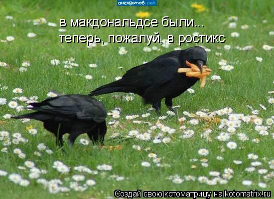 в макдональдсе были... теперь, пожалуй, в ростикс... Котоматрица: в макдональдсе были... теперь, пожалуй, в ростикс