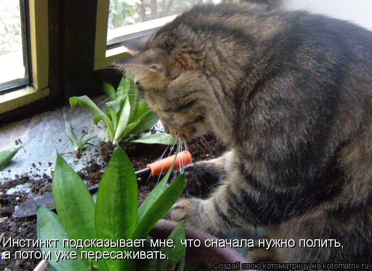 Инстинкт подсказывает мне, что сначала нужно полить, а потом уже пересаживать.... Котоматрица: Инстинкт подсказывает мне, что сначала нужно полить, а потом уже пересаживать.
