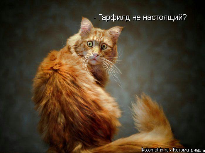 - Гарфилд не настоящий?... Котоматрица: - Гарфилд не настоящий?