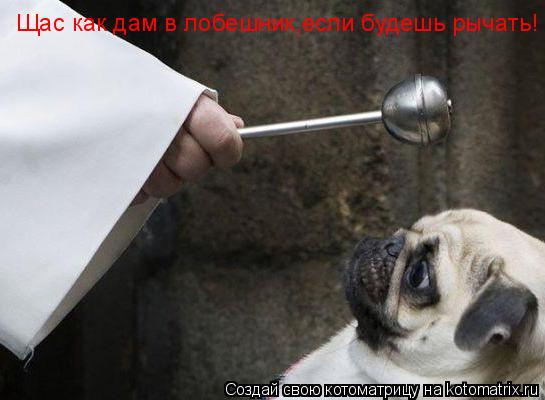 Щас как дам в лобешник,если будешь рычать!... Котоматрица: Щас как дам в лобешник,если будешь рычать!