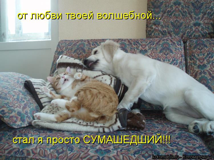 от любви твоей волшебной... стал я просто СУМАШЕДШИЙ!!!... Котоматрица: от любви твоей волшебной... стал я просто СУМАШЕДШИЙ!!!