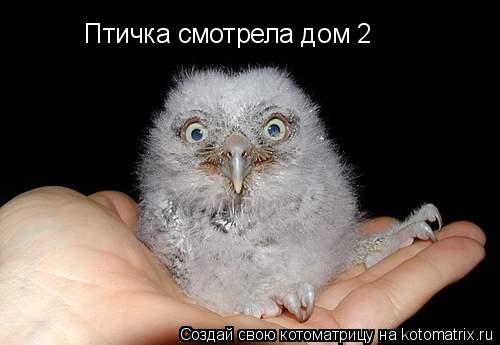 Птичка смотрела дом 2... Котоматрица: Птичка смотрела дом 2