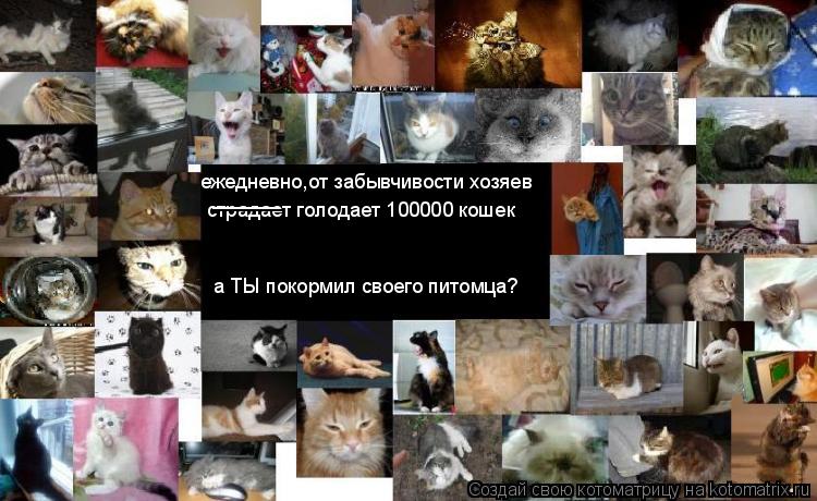 ежедневно,от забывчивости хозяев страдает голодает 100000 кошек ______ а ТЫ покормил своего питомца?... Котоматрица: ежедневно,от забывчивости хозяев страдает голодает 100000 кошек ______ а ТЫ покормил своего питомца?
