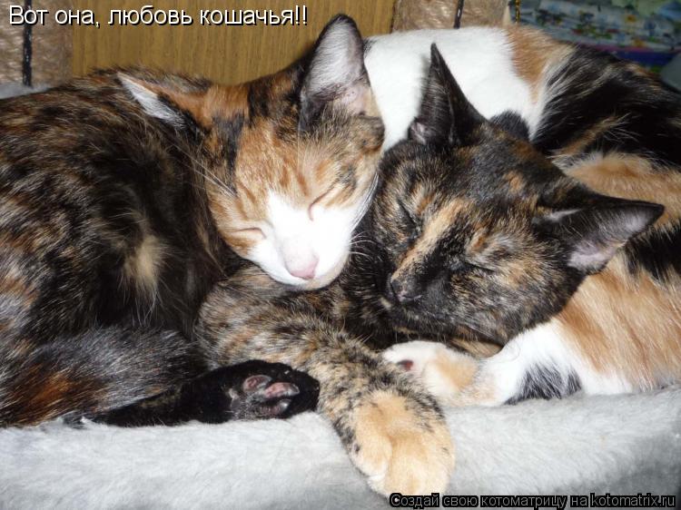 Вот она, любовь кошачья!!... Котоматрица: Вот она, любовь кошачья!!
