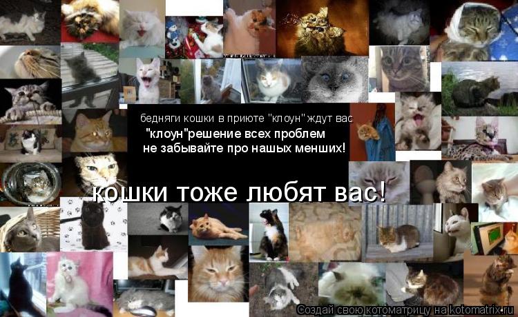 бедняги кошки в приюте "клоун" ждут вас "клоун"решение всех проблем не забывайте про нашых менших! ко... Котоматрица: бедняги кошки в приюте "клоун" ждут вас "клоун"решение всех проблем не забывайте про нашых менших! кошки тоже любят вас!
