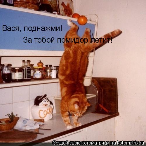Котоматрица: Вася, поднажми! За тобой помидор летит!