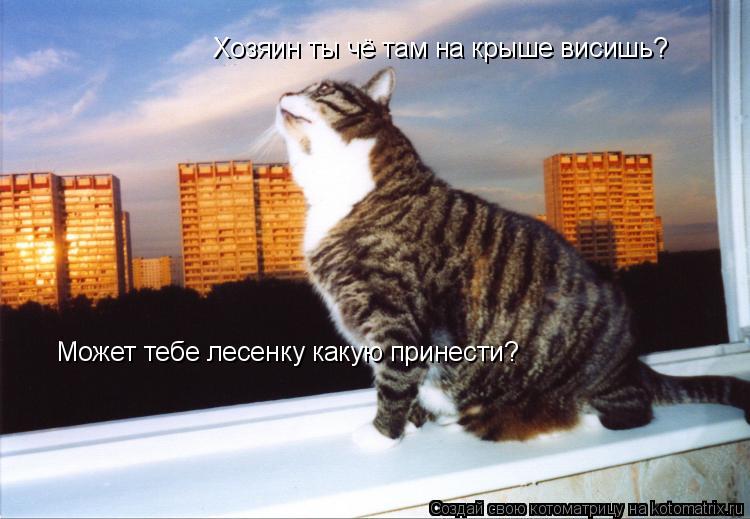 Котоматрица: Хозяин ты чё там на крыше висишь? Может тебе лесенку какую принести?