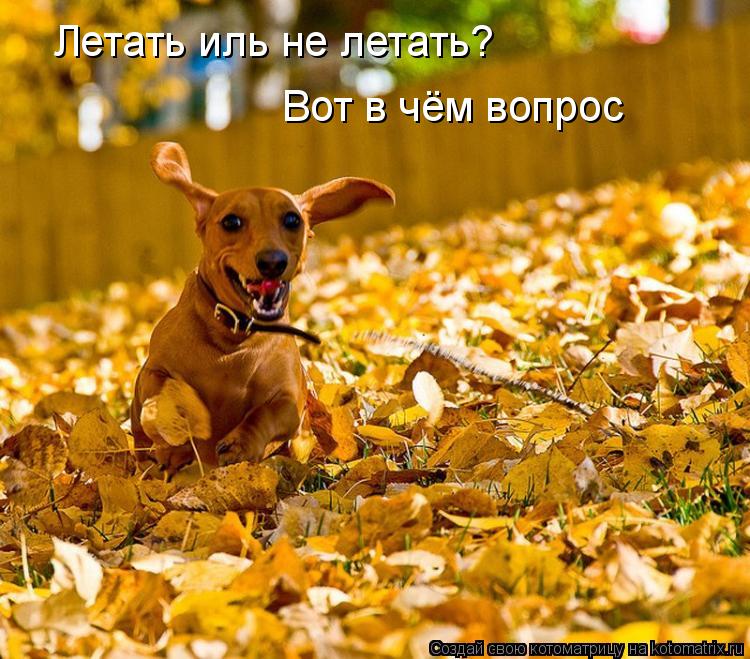 Летать иль не летать? Вот в чём вопрос... Котоматрица: Летать иль не летать? Вот в чём вопрос