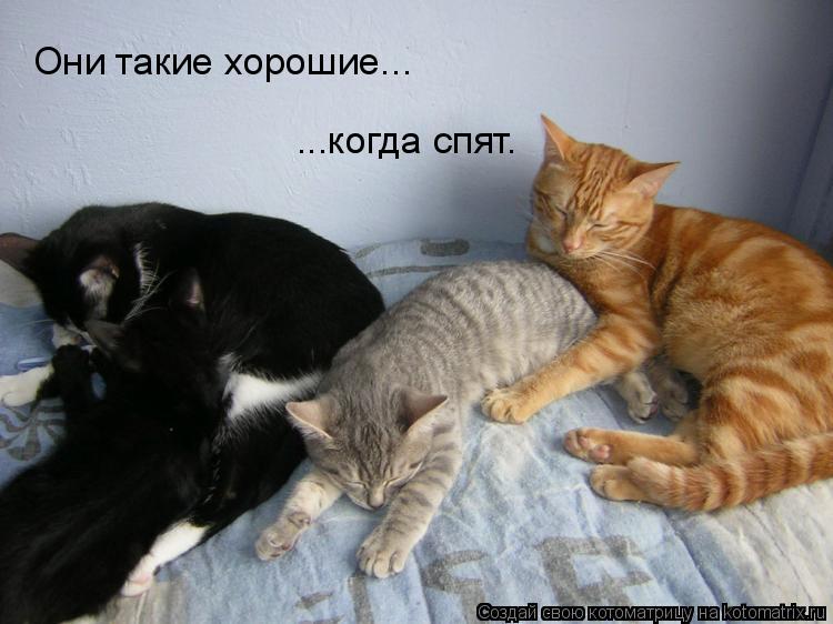 Они такие хорошие... ...когда спят.... Котоматрица: Они такие хорошие... ...когда спят.