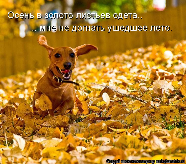 Осень в золото листьев одета.. ...мне не догнать ушедшее лето.... Котоматрица: Осень в золото листьев одета.. ...мне не догнать ушедшее лето.