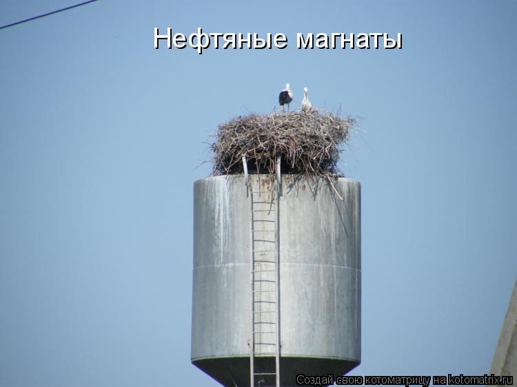 Нефтяные магнаты... Котоматрица: Нефтяные магнаты