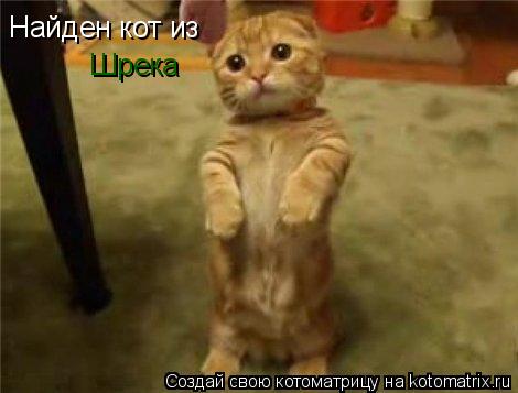 Найден кот из Шрека... Котоматрица: Найден кот из Шрека