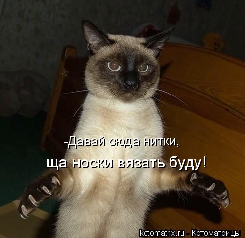 -Давай сюда нитки, ща носки вязать буду!... Котоматрица: -Давай сюда нитки, ща носки вязать буду!