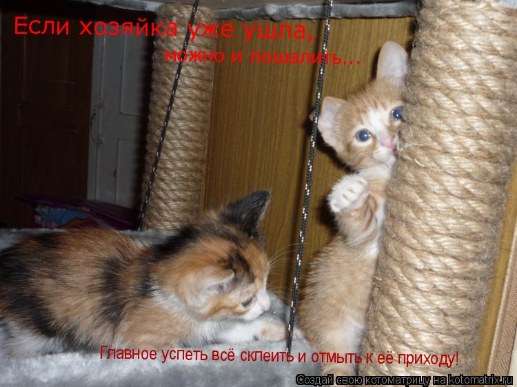 можно и пошалить... Главное успеть всё склеить и отмыть к её приходу! Если хозяйка уже ушла,... Котоматрица: можно и пошалить... Главное успеть всё склеить и отмыть к её приходу! Если хозяйка уже ушла,