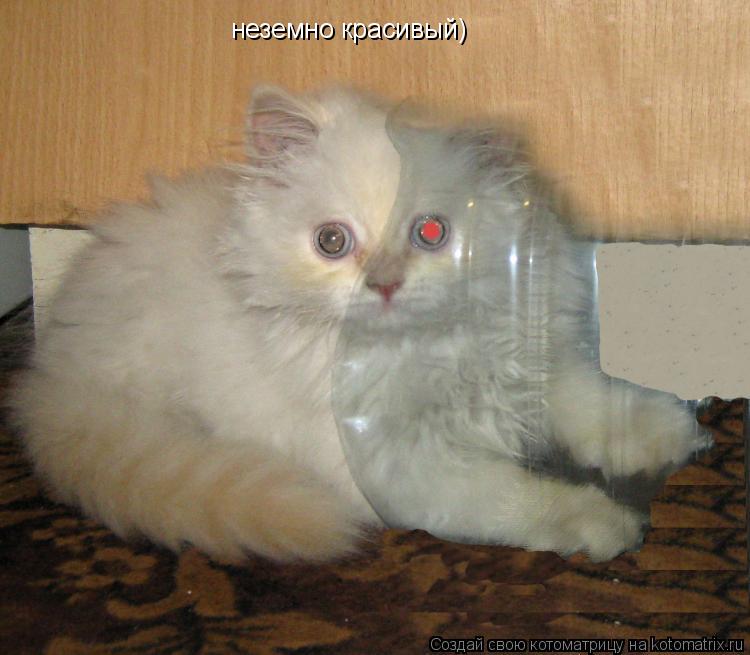 неземно красивый)... Котоматрица: неземно красивый)