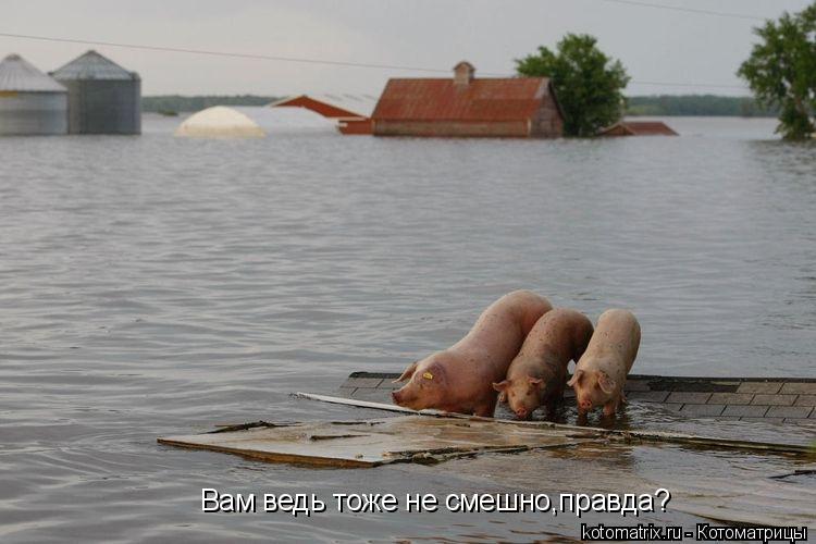 Вам ведь тоже не смешно,правда?... Котоматрица: Вам ведь тоже не смешно,правда?