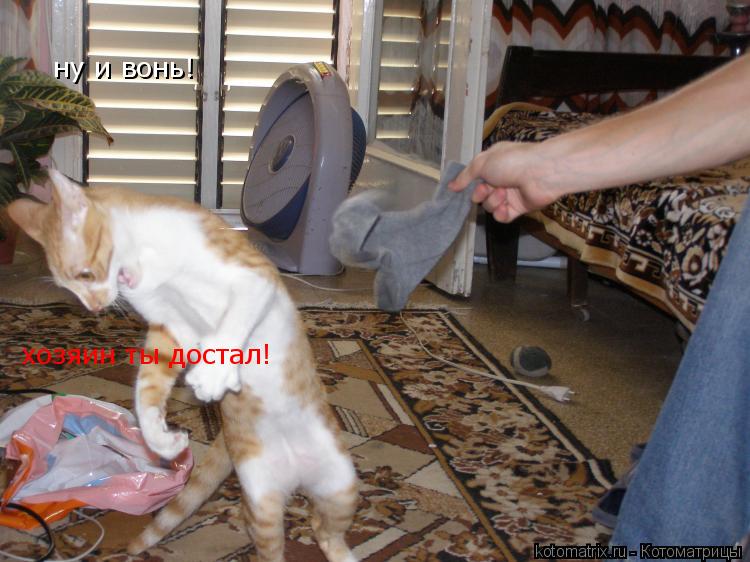 ну и вонь! хозяин ты достал!... Котоматрица: ну и вонь! хозяин ты достал!