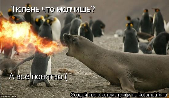 Тюлень что молчишь? А всё понятно:(... Котоматрица: Тюлень что молчишь? А всё понятно:(