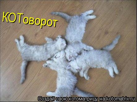 КОТоворот... Котоматрица: КОТоворот