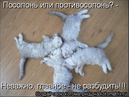 Посолонь или противосолонь? - Неважно, главное - не разбудить!!!... Котоматрица: Посолонь или противосолонь? - Неважно, главное - не разбудить!!!