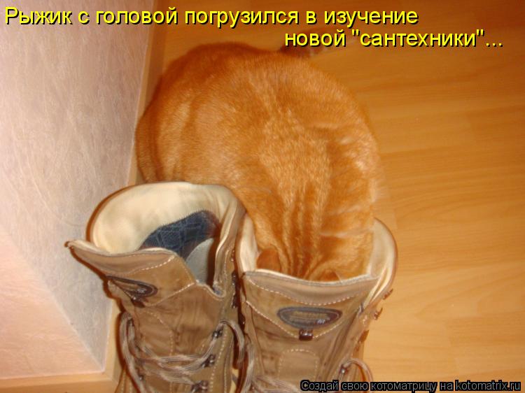 Рыжик с головой погрузился в изучение новой "сантехники"...... Котоматрица: Рыжик с головой погрузился в изучение новой "сантехники"...