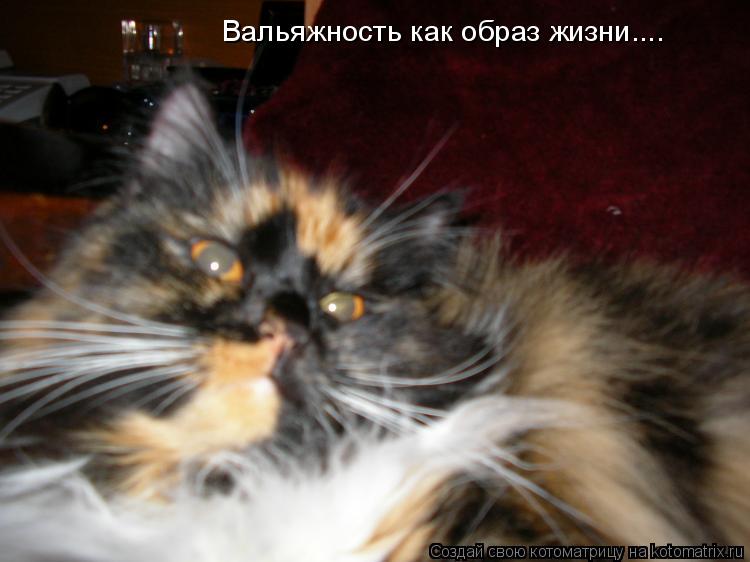Вальяжность как образ жизни....... Котоматрица: Вальяжность как образ жизни....
