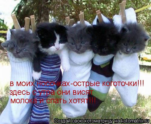 в моих носочках-острые коготочки!!! здесь с утра они висят молока и спать хотят!!!... Котоматрица: в моих носочках-острые коготочки!!! здесь с утра они висят молока и спать хотят!!!