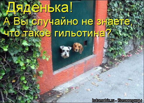 А Вы случайно не знаете, что такое гильотина? Дяденька!... Котоматрица: А Вы случайно не знаете, что такое гильотина? Дяденька!