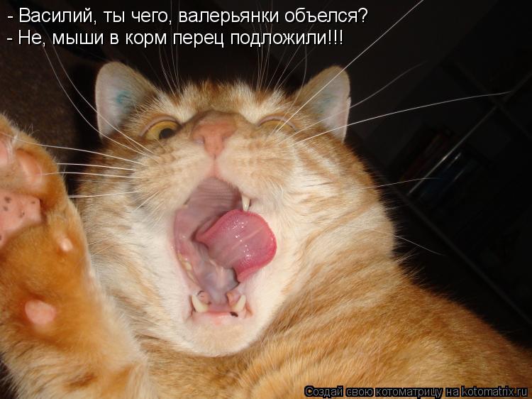 - Василий, ты чего, валерьянки объелся? - Не, мыши в корм перец подложили!!!... Котоматрица: - Василий, ты чего, валерьянки объелся? - Не, мыши в корм перец подложили!!!