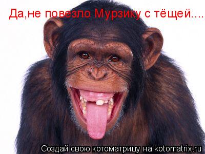 Да,не повезло Мурзику с тёщей........ Котоматрица: Да,не повезло Мурзику с тёщей.....