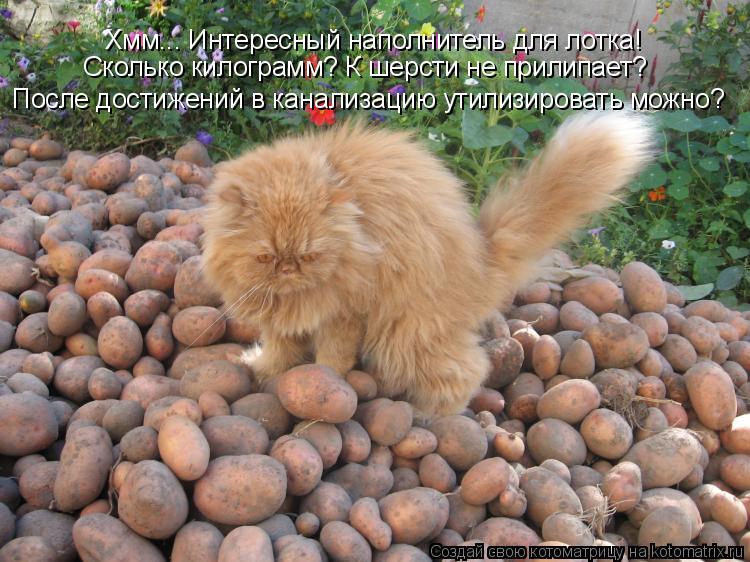 Хмм... Интересный наполнитель для лотка! Сколько килограмм? К шерсти не прилипает? После достижений в... Котоматрица: Хмм... Интересный наполнитель для лотка! Сколько килограмм? К шерсти не прилипает? После достижений в канализацию утилизировать можно?
