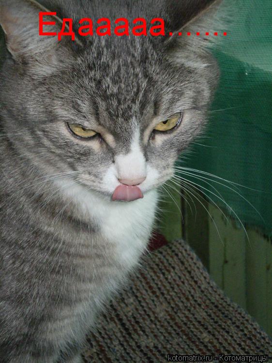 Едааааа.......... Котоматрица: Едааааа.......