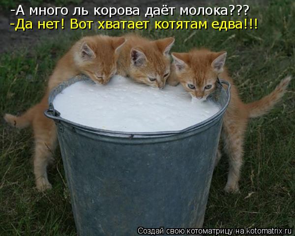 Котоматрица: -А много ль корова даёт молока??? -Да нет! Вот хватает котятам едва!!!