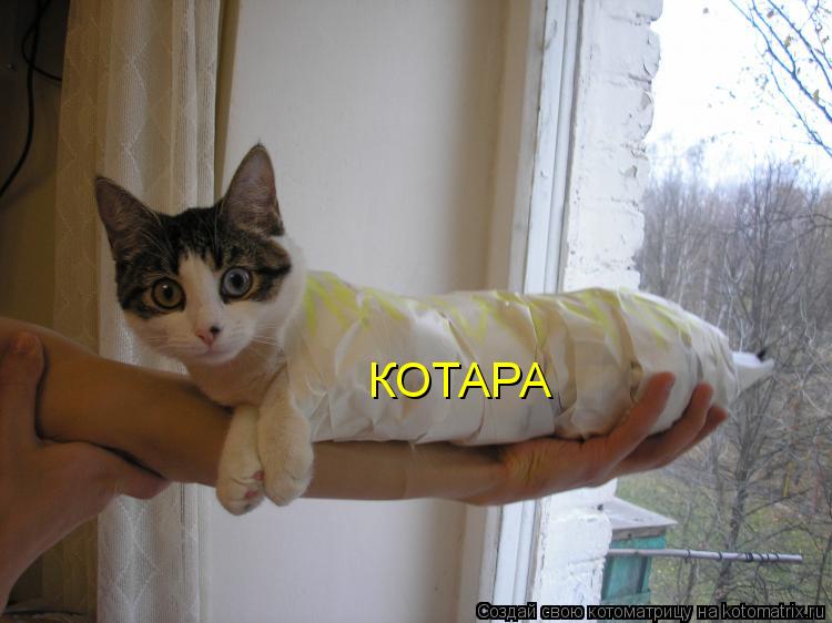 КОТАРА... Котоматрица: КОТАРА