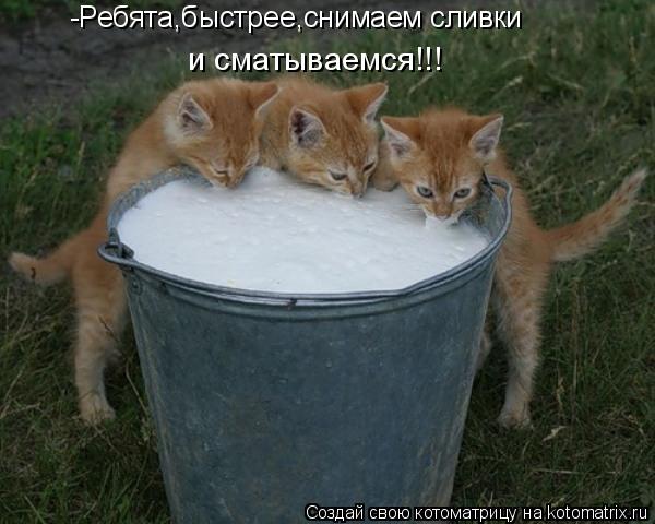 -Ребята,быстрее,снимаем сливки и сматываемся!!!... Котоматрица: -Ребята,быстрее,снимаем сливки и сматываемся!!!