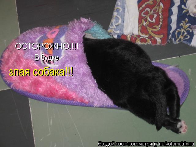 Котоматрица: ОСТОРОЖНО!!!! В будке  злая собака!!!