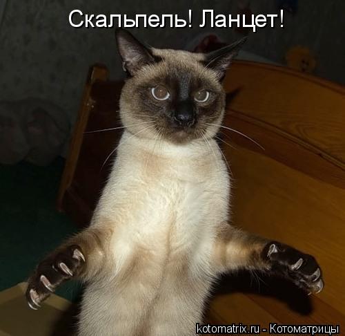 Котоматрица: Скальпель! Ланцет!