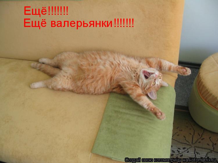 Котоматрица: Ещё!!!!!!! Ещё валерьянки!!!!!!!