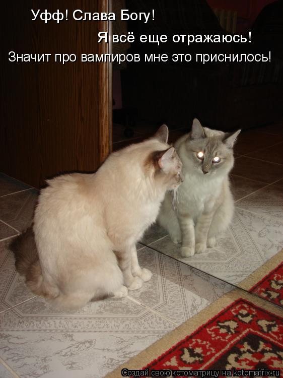 Уфф! Слава Богу! Я всё еще отражаюсь! Значит про вампиров мне это приснилось!... Котоматрица: Уфф! Слава Богу! Я всё еще отражаюсь! Значит про вампиров мне это приснилось!