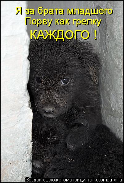 Я за брата младшего Порву как грелку КАЖДОГО !... Котоматрица: Я за брата младшего Порву как грелку КАЖДОГО !