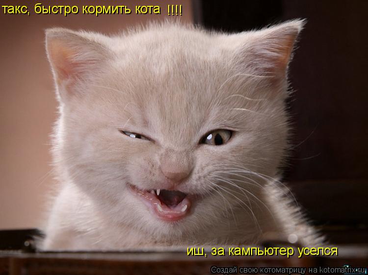 !!!! такс, быстро кормить кота иш, за кампьютер уселся... Котоматрица: !!!! такс, быстро кормить кота иш, за кампьютер уселся