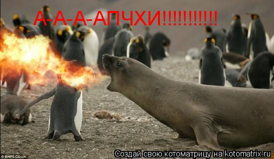 А-А-А-АПЧХИ!!!!!!!!!!!... Котоматрица: А-А-А-АПЧХИ!!!!!!!!!!!