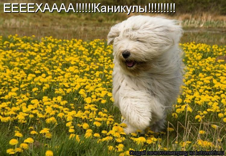 ЕЕЕЕХАААА!!!!!!Каникулы!!!!!!!!!... Котоматрица: ЕЕЕЕХАААА!!!!!!Каникулы!!!!!!!!!