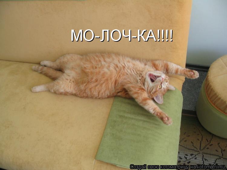 МО-ЛОЧ-КА!!!!... Котоматрица: МО-ЛОЧ-КА!!!!