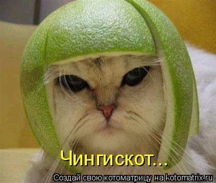 Чингискот...... Котоматрица: Чингискот...